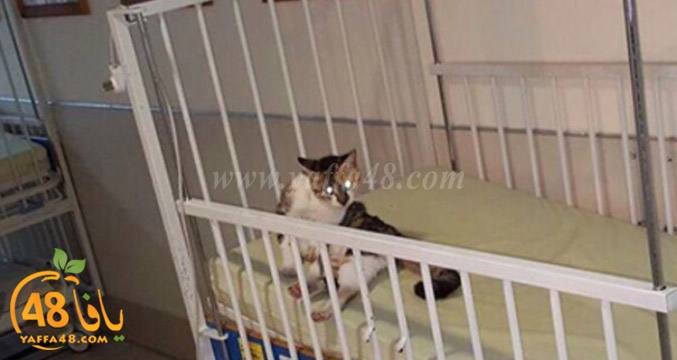 cats in folfsotn3 (1).jpg